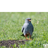 گونه شاهین پاسرخ Red-footed Falcon